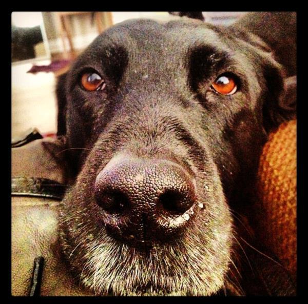 /Images/uploads/Humane Society of Utah/HSUCalendar/entries/839thumb.jpg